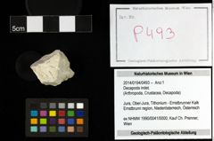 Foto (Objekt + Etiketten) von Decapoda indet. 